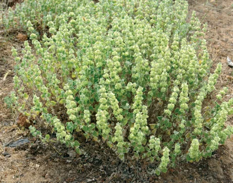 Ballota acetabulosa