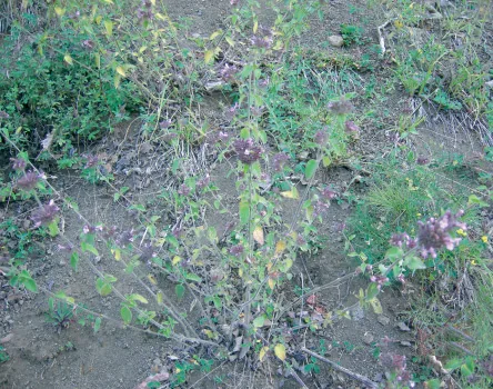 Clinopodium vulgare