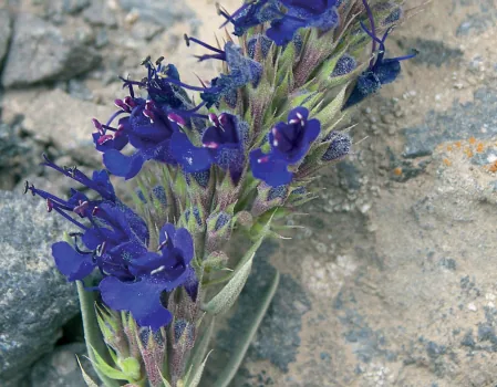 Hyssopus officinalis