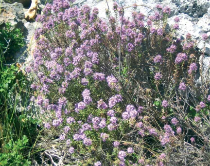 Coridothymus capitatus