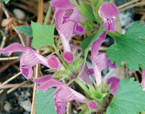 Lamium garganicum subsp. reniforme