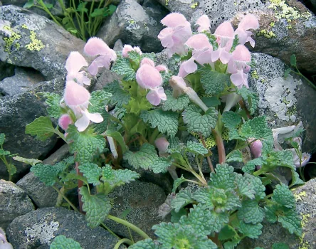 Lamium garganicum subsp. laevigatum