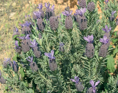 Lavandula stoechas