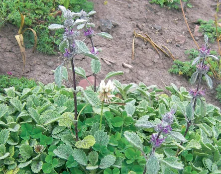 Marrubium astracanicum