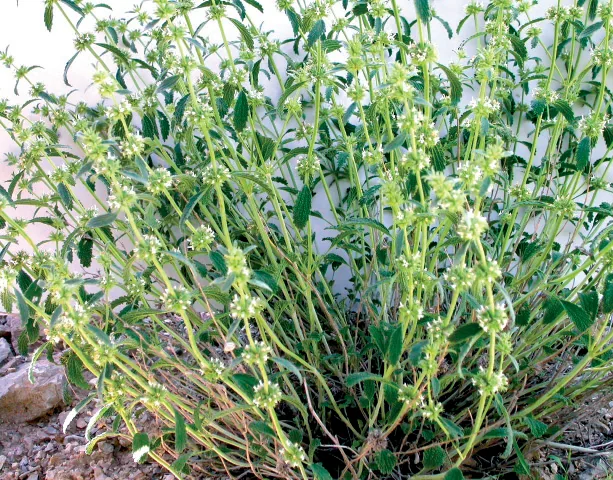 Marrubium parviflorum
