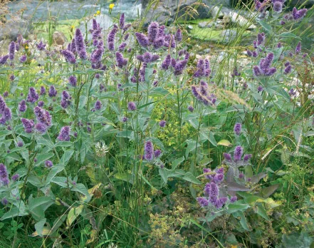 Mentha longifolia