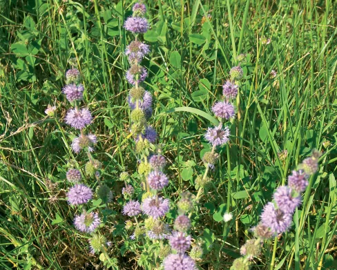 Mentha pulegium