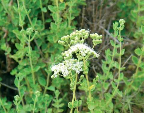 Origanum onites