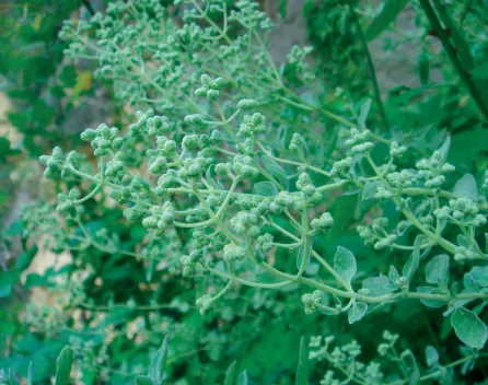 Origanum syriacum