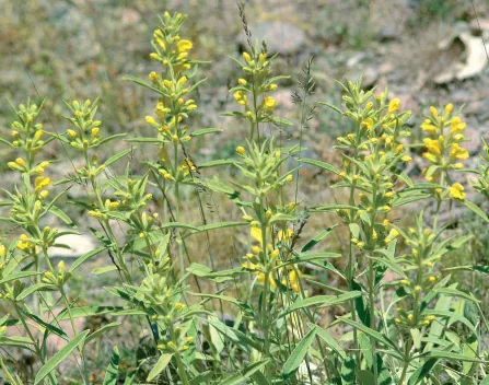 Phlomis armeniaca