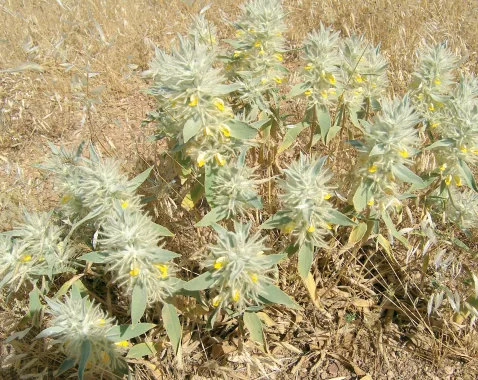 Phlomis bruguieri