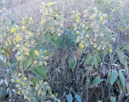 Phlomis kotschyana