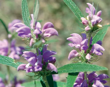 Phlomis pungens