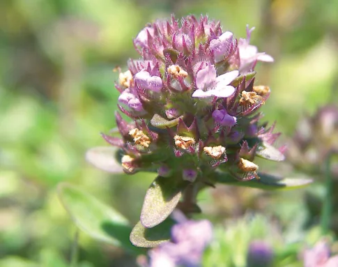 Prunella vulgaris