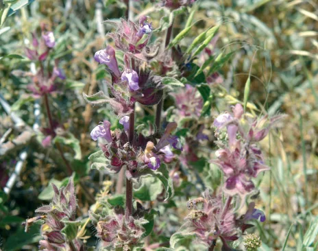 Salvia brachyantha
