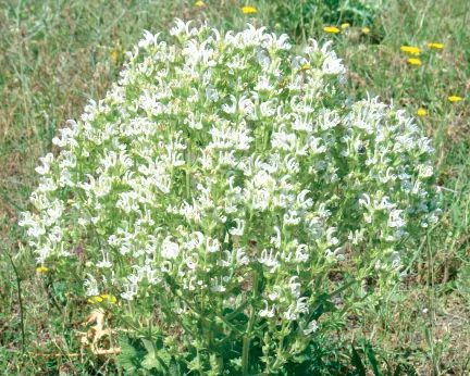 Salvia aethiopis
