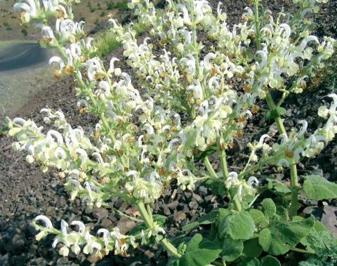 Salvia candidissima
