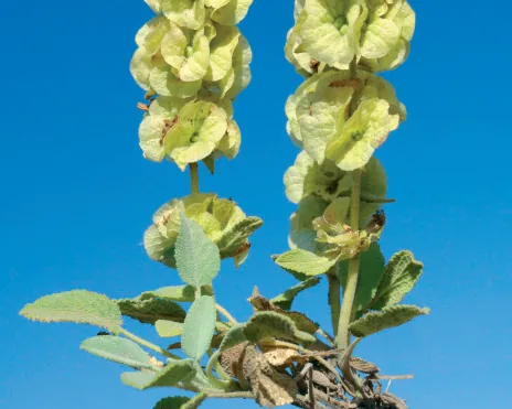 Salvia cryptantha