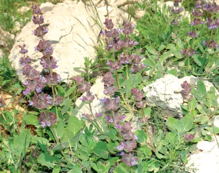 Salvia multicaulis