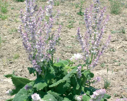 Salvia sclarea