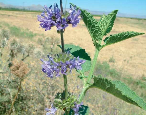 Salvia verticillata subsp. amasiaca