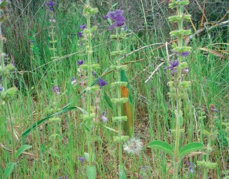 Salvia viridis