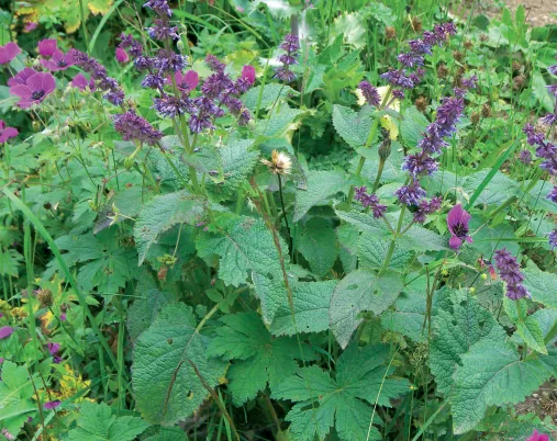 Salvia verticillata subsp. verticillata