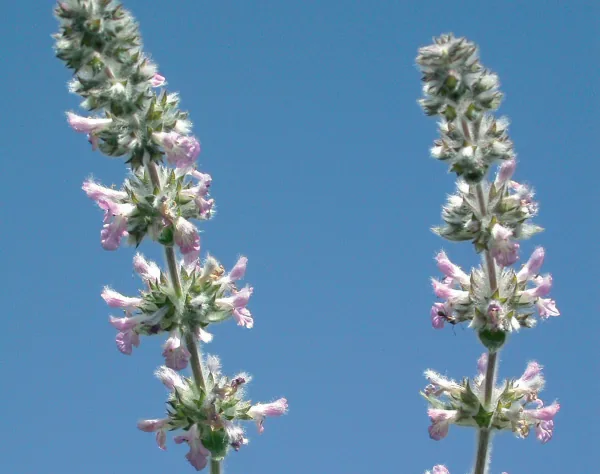 Stachys cretica