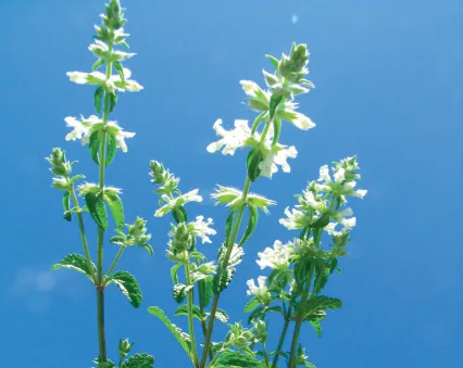 Stachys annua