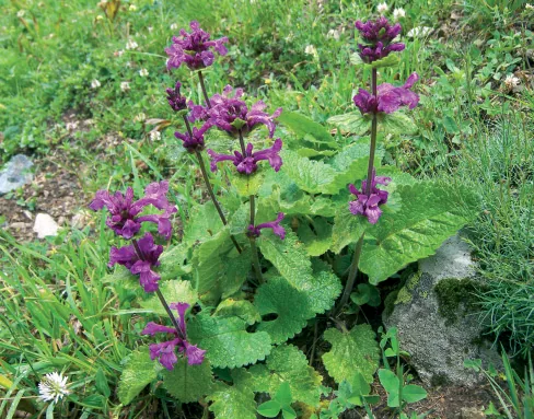 Stachys macrantha