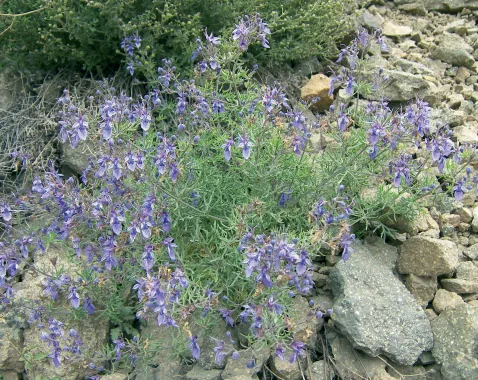Teucrium orientale