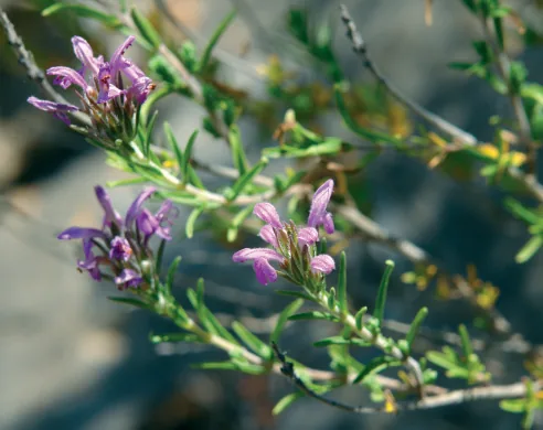 Thymbra spicata