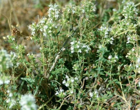 Thymus leucostomus