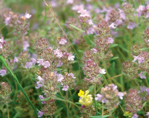 Thymus comptus
