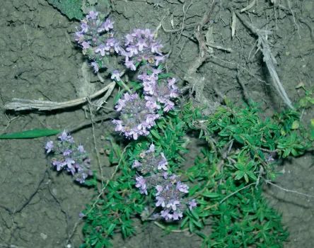 Thymus longicaulis