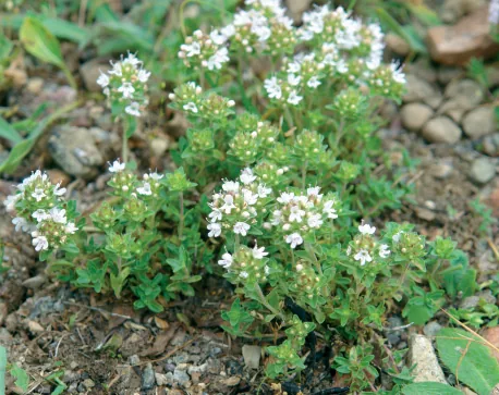 Thymus sipyleus