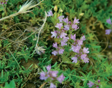 Thymus zygioides