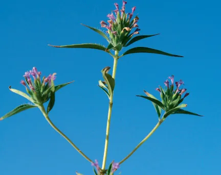 Ziziphora persica