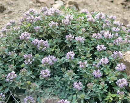 Lamiaceae