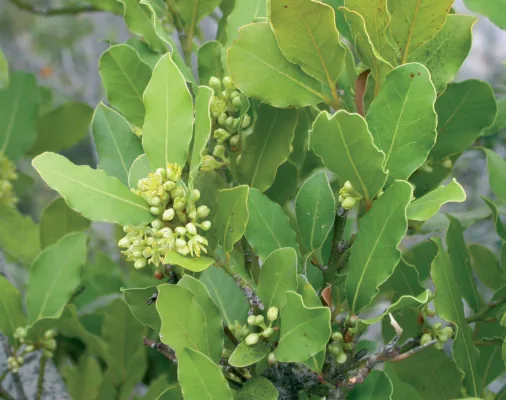 Lauraceae