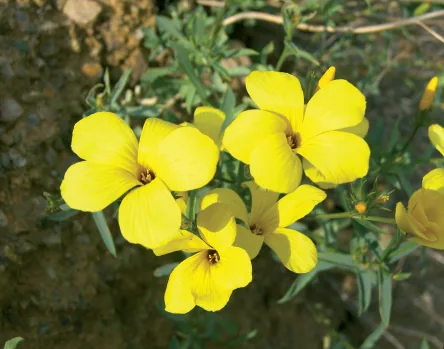 Linaceae