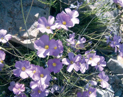 Linum hirsutum