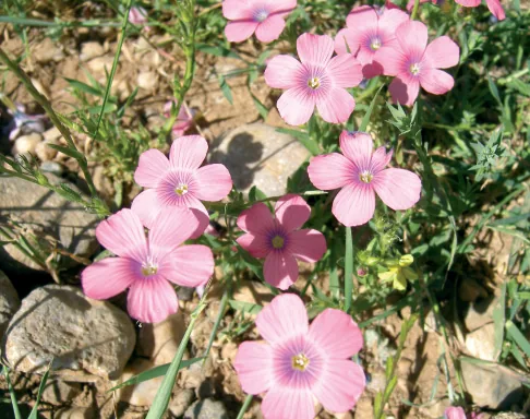 Linum pubescens