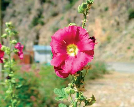 Alcea apterocarpa