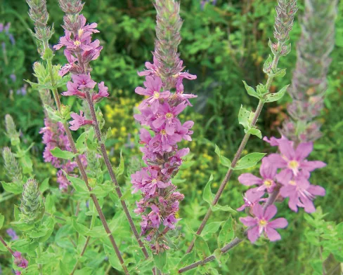 Lythraceae