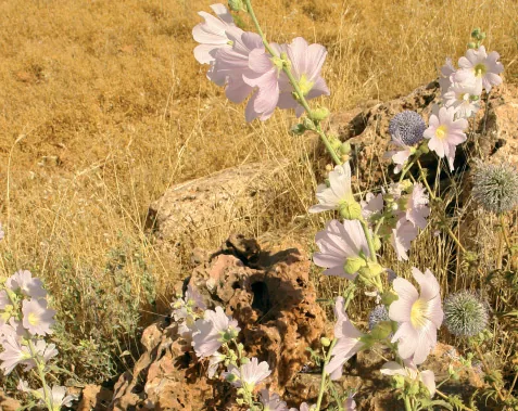Alcea digitata