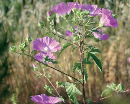 Lavatera punctata
