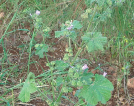 Malva nicaeensis