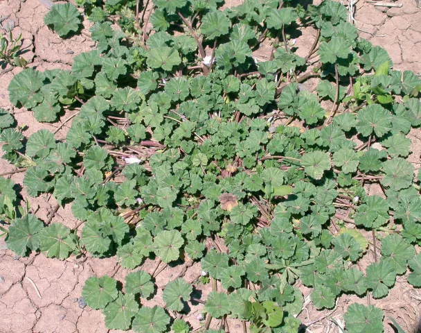 Malva neglecta