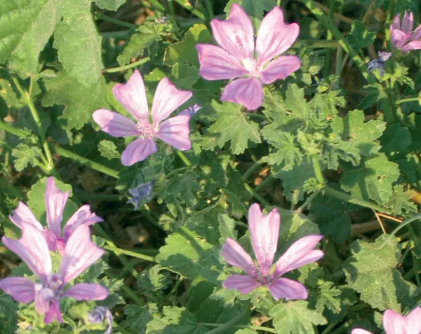 Malva sylvestris